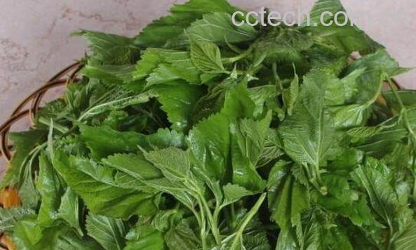 桑叶洗头的作用与功效 桑叶洗头的方法-1