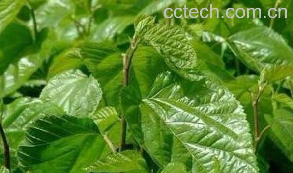 桑树叶泡水的危害 桑叶泡水喝的好处-0