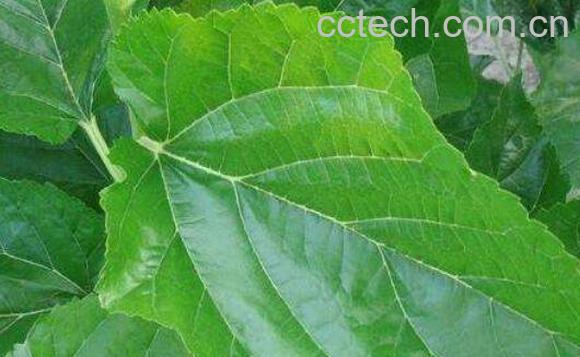 桑树叶泡水的危害 桑叶泡水喝的好处-1