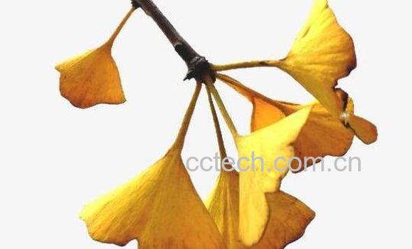 银杏叶片的功效与作用及食用方法-1