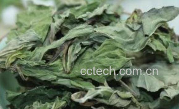 薄荷叶晒干后的用法 薄荷叶晒干有什么用处-0