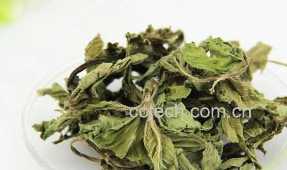 薄荷叶晒干后的用法 薄荷叶晒干有什么用处-1