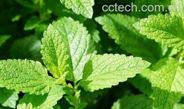 如何把新鲜薄荷叶晒干 晒干的薄荷怎么食用 -0