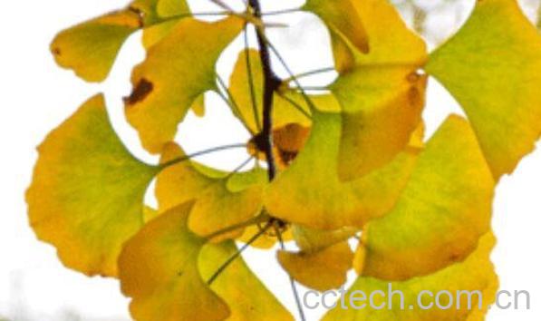 银杏叶片做枕头的作用-1