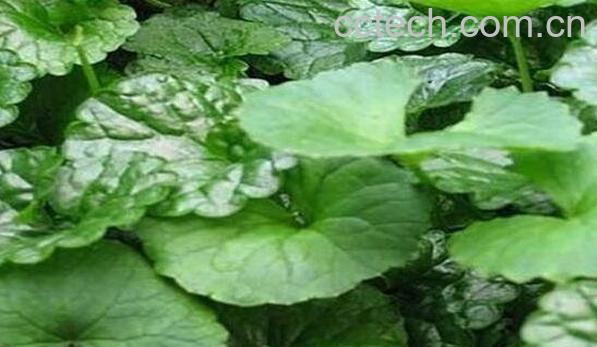 肾炎草的功效与作用及药用价值-0