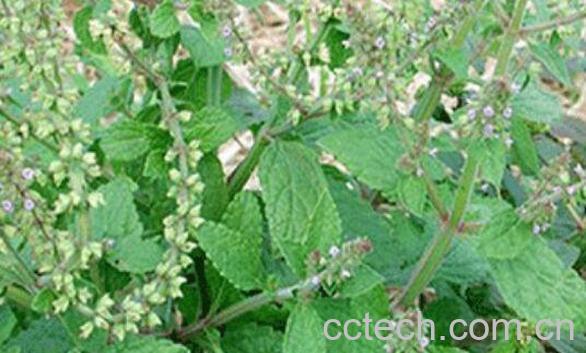 肾炎草的功效与作用及药用价值-1