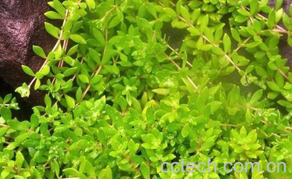 地锦草可以泡水喝吗 地锦草泡水有什么功效-0