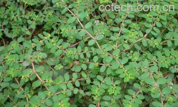 地锦草可以泡水喝吗 地锦草泡水有什么功效-1