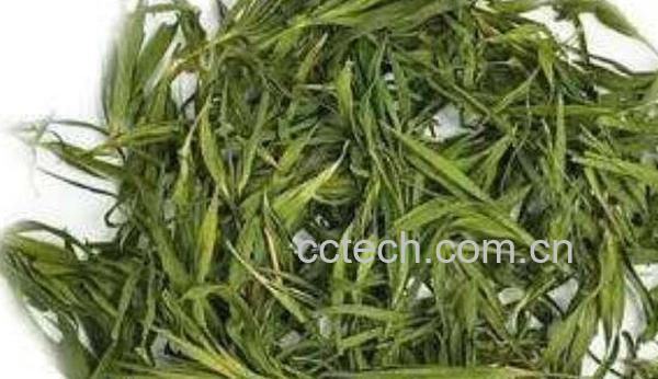 淡竹叶的功效与作用及食用方法-1