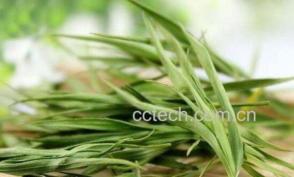 淡竹叶的功效与作用及食用方法-0