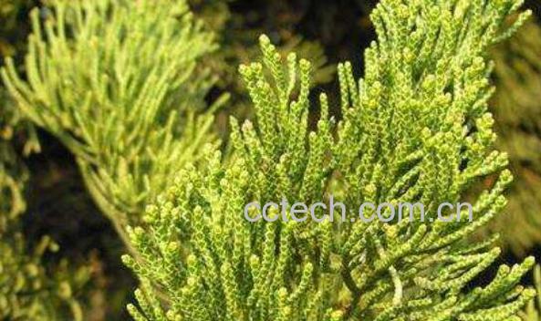 侧柏叶的功效与作用及药用价值-1