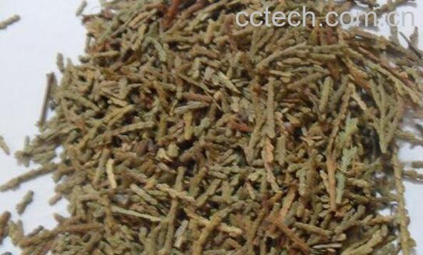 侧柏叶的功效与作用及药用价值-0