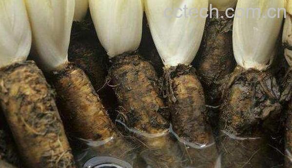 菊苣根的功效和作用-0