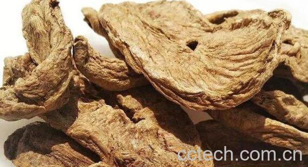 菊苣根的功效和作用-1