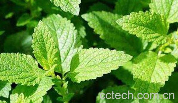 假薄荷和真薄荷的区别-0