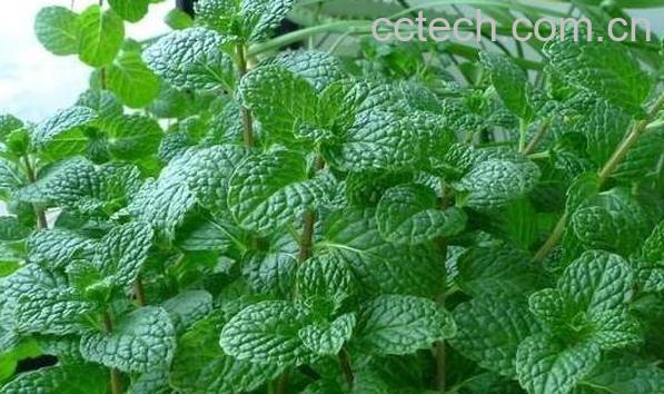  鲜薄荷叶泡水喝的功效-0