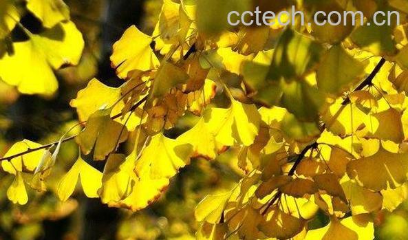 银杏叶能长期吃吗 银杏叶长期吃的副作用和危害-0