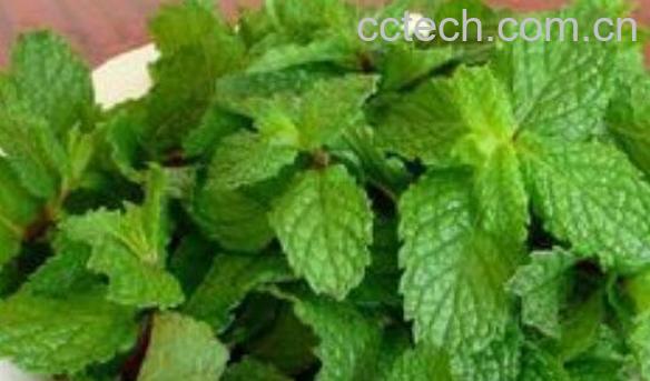  鲜薄荷叶泡水喝的功效-1