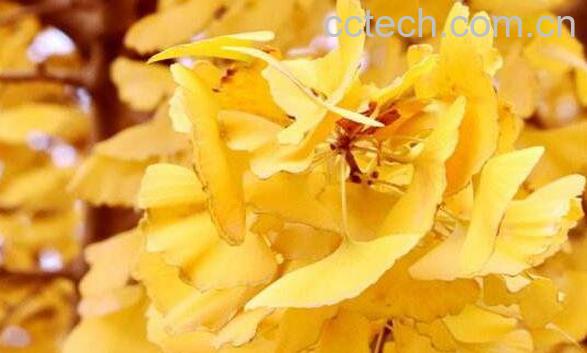 银杏叶能长期吃吗 银杏叶长期吃的副作用和危害-1