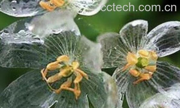 山荷叶的功效与作用 山荷叶为什么会变透明-0