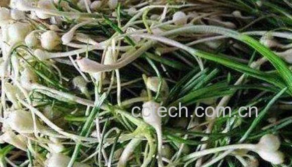 薤白的功效与作用及药用价值-1