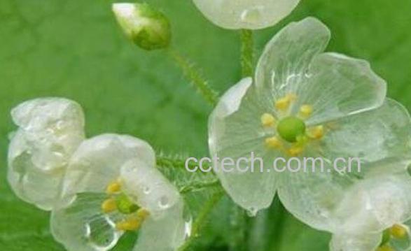 山荷叶的功效与作用 山荷叶为什么会变透明-1