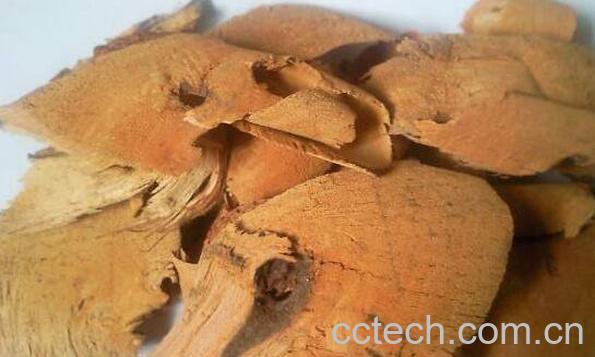 藤梨根的功效与作用及药用价值-0