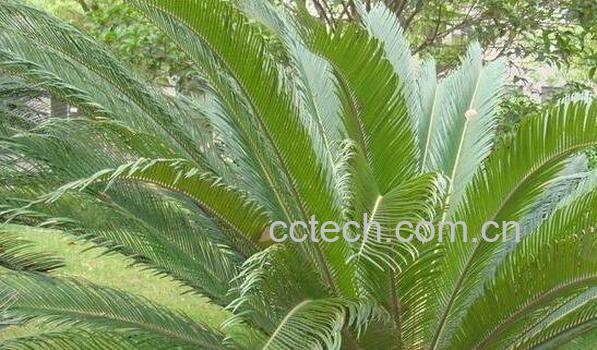 铁树叶的功效与作用及禁忌-0