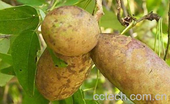 预知子的功效与作用-1