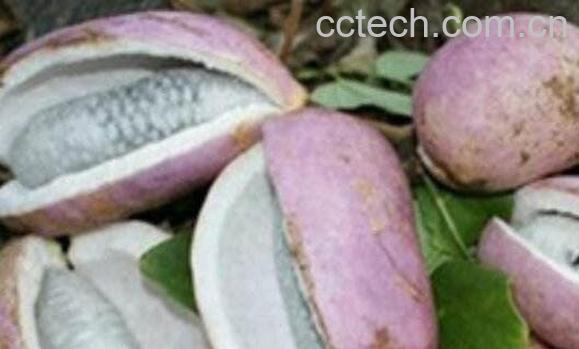 预知子的功效与作用-0