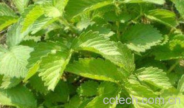 石见穿的功效与作用及药用价值-0