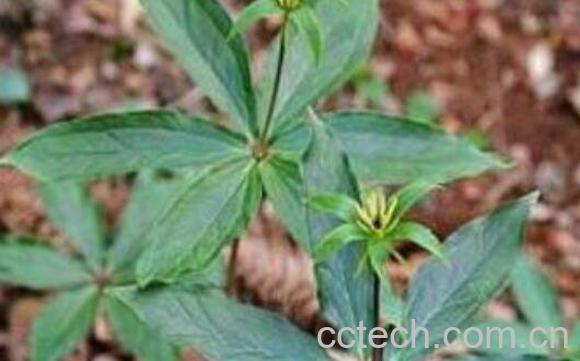 石见穿的功效与作用及药用价值-1