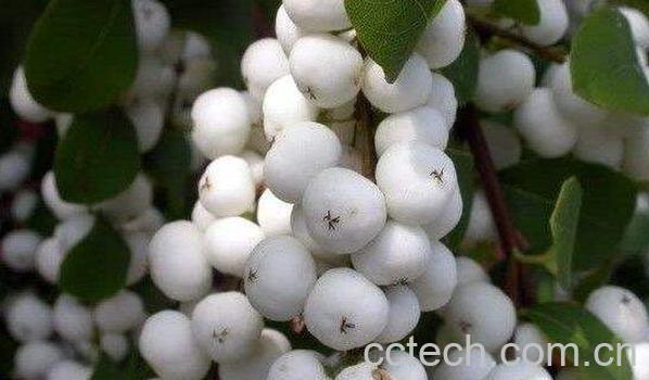 白饭果的功效与作用 白饭树果子能吃么-0