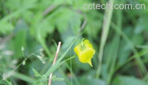 尿泡草的功效与作用 尿泡草的使用方法-0