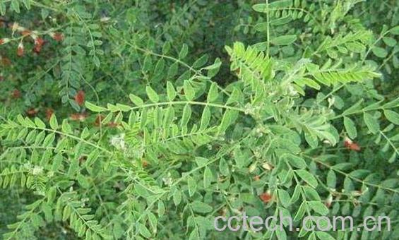 尿泡草的功效与作用 尿泡草的使用方法-1