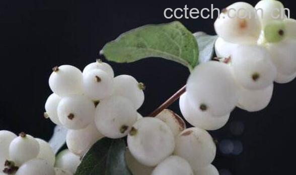 白饭果的功效与作用 白饭树果子能吃么-1