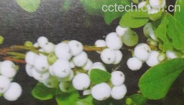 白饭树根的功效与作用及药用价值-1