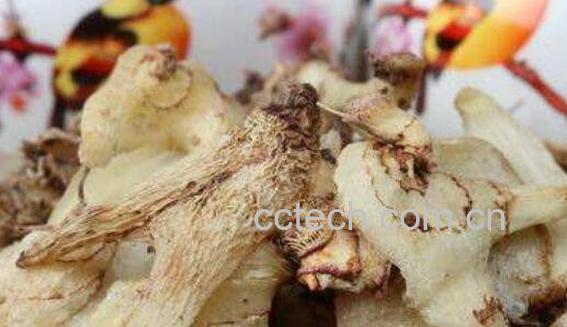 中药白及的功效与作用 白及的禁忌-0