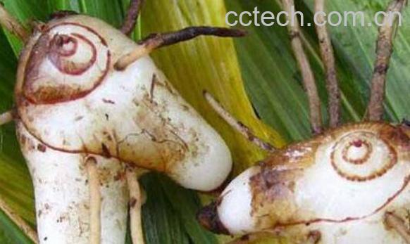 中药白及的功效与作用 白及的禁忌-1