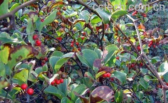 菝葜的功效与作用及药用价值-0