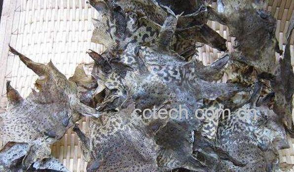 蟾衣的功效与作用-0