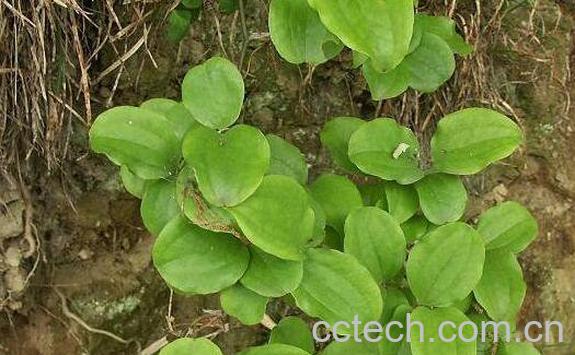 菝葜的功效与作用及药用价值-1