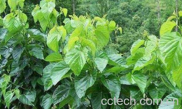 桑叶的功效与作用大全-0