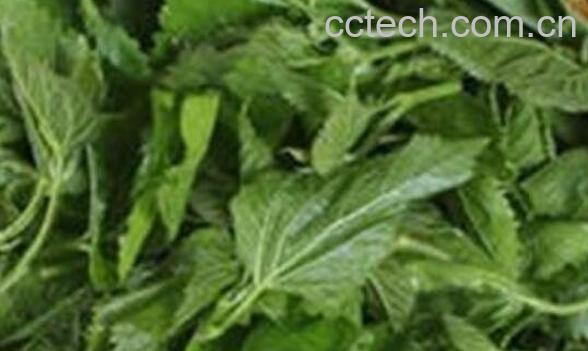 桑叶的功效与作用大全-1