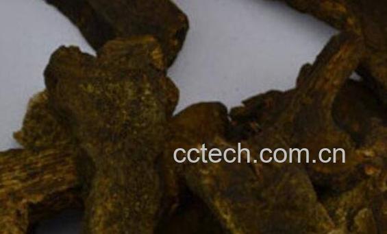 酒大黄的功效与作用 酒大黄的禁忌-0