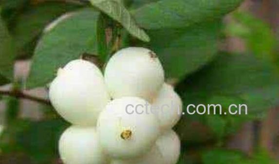 白饭树的功效与作用-0