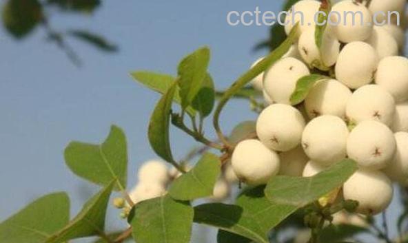 白饭树的功效与作用-1