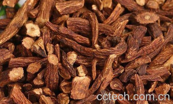 蒲公英根的功效与作用及用法-1