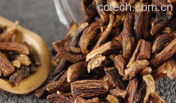 蒲公英根的功效与作用及用法-0