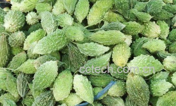 野苦瓜的功效与作用 野苦瓜图片-1